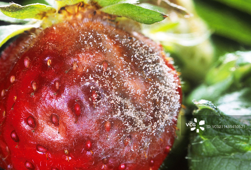 草莓上的灰色霉菌图片素材