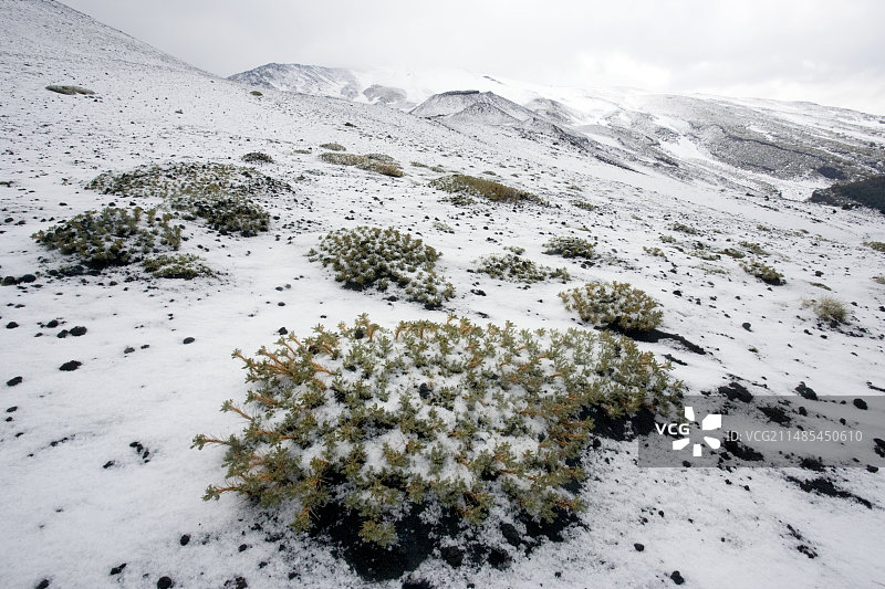 牛奶草（Astragalus granatensis）图片素材