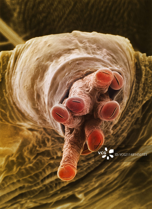 果蝇蛹上的呼吸管，扫描电镜图片素材