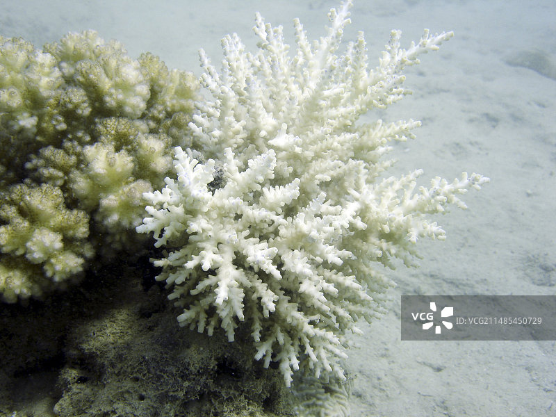 白化珊瑚图片素材