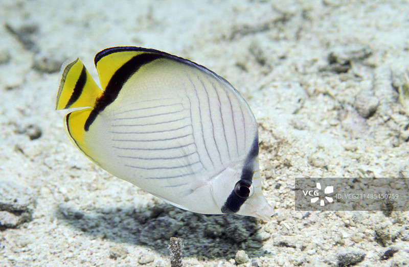 流浪蝴蝶鱼图片素材