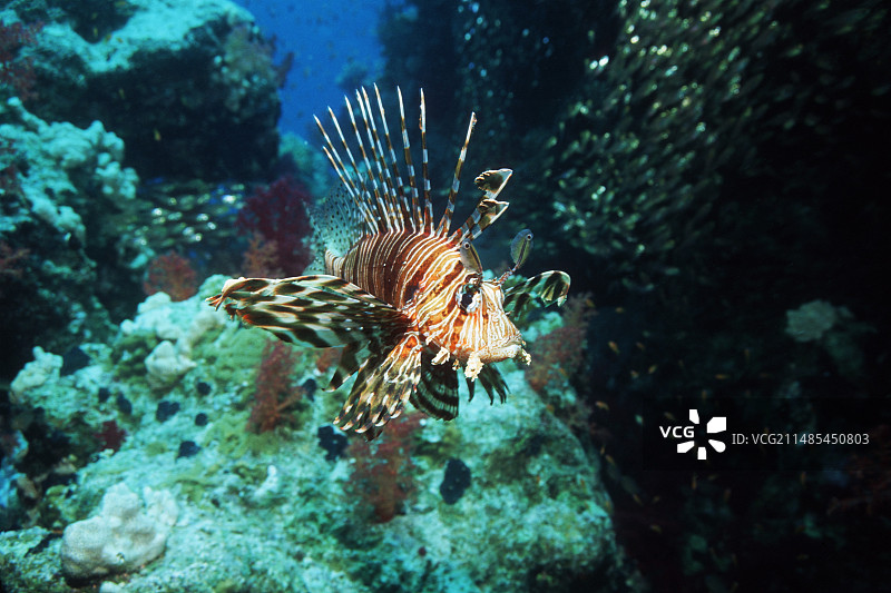 狮子鱼图片素材