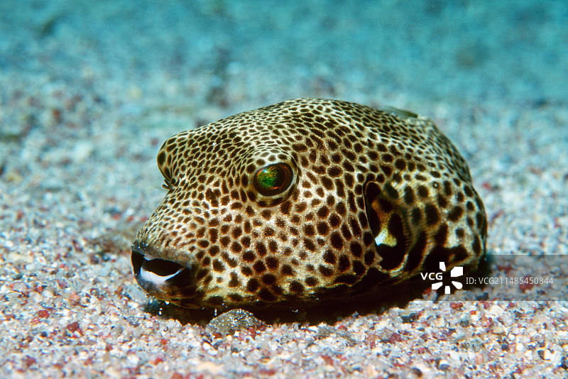 星空河豚图片素材