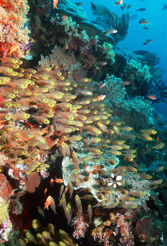 侏儒燕鱼图片素材