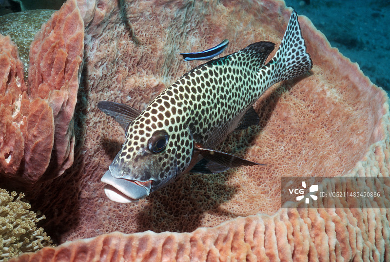 小丑石鲈图片素材