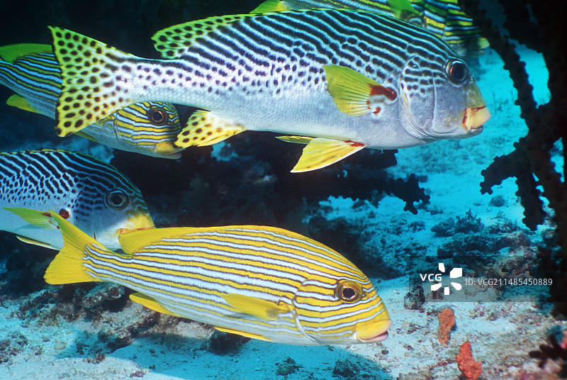 带条纹和丝带的石鲈鱼图片素材