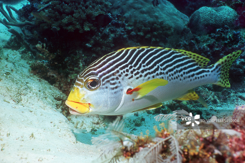 石鲈鱼图片素材