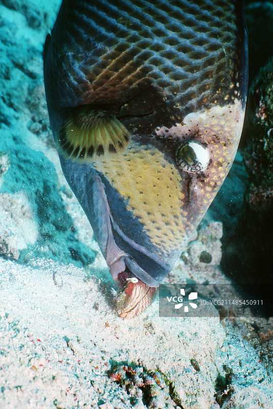 泰坦炮弹鱼图片素材