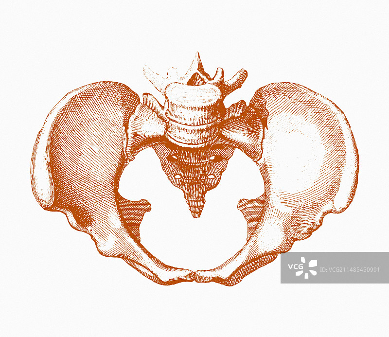 女性骨盆图片素材
