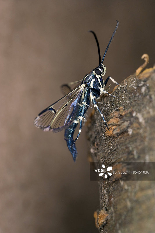 桃树蛀虫图片素材