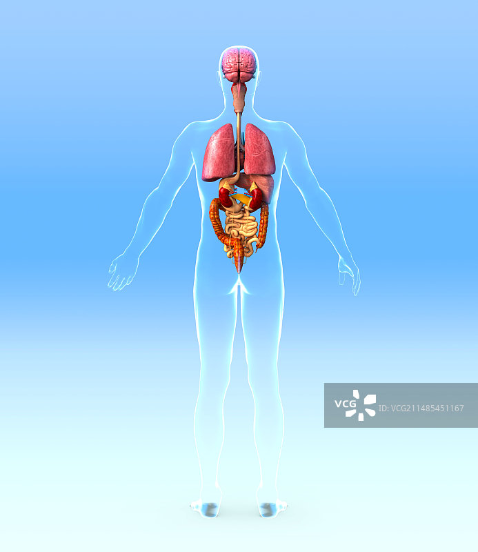 男性内脏结构图图片素材