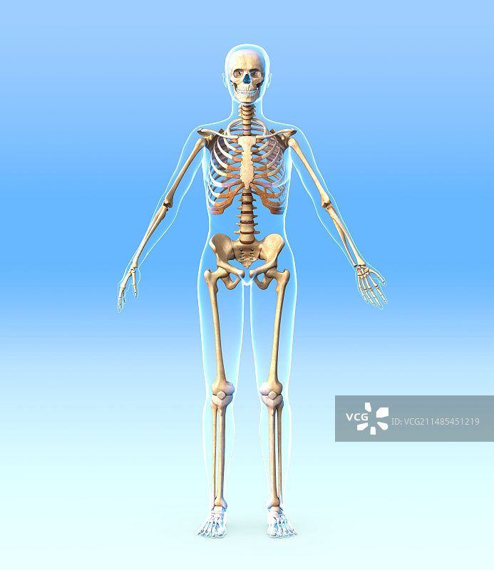 女性骨骼，艺术品图片素材