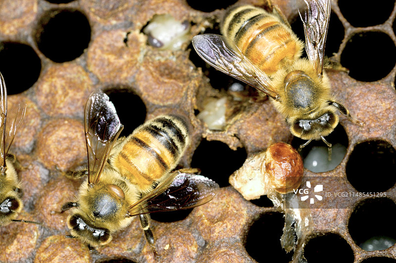 蜜蜂的真菌感染图片素材