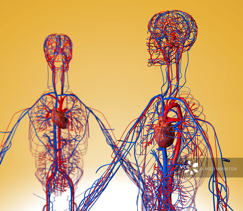 心血管系统、艺术品图片素材