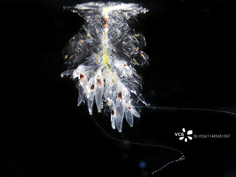 管水母群落图片素材