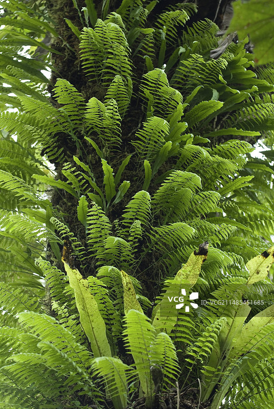 马达加斯加附生蕨图片素材