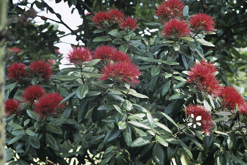 新西兰圣诞树图片素材