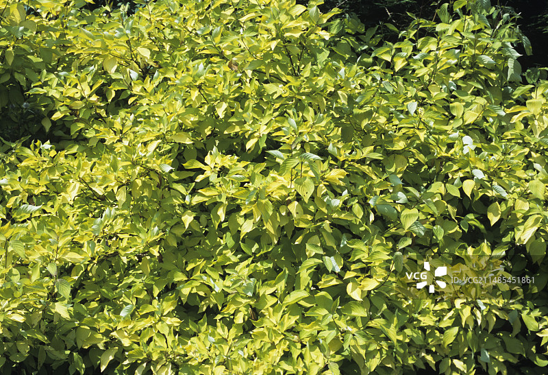 山茱萸树图片素材