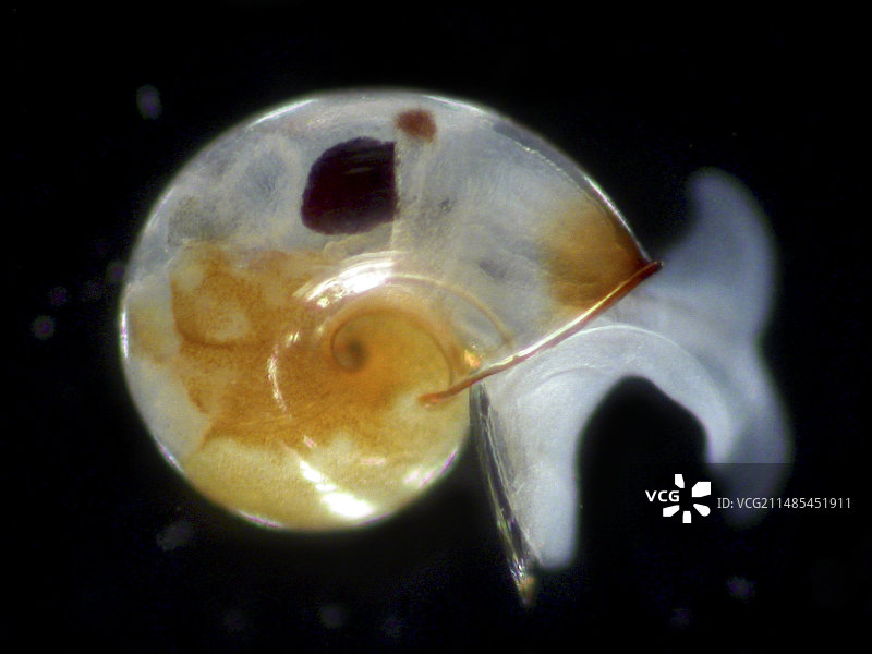 软体动物幼虫图片素材