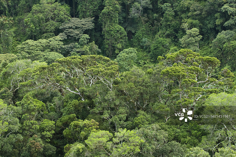 马达加斯加热带雨林图片素材