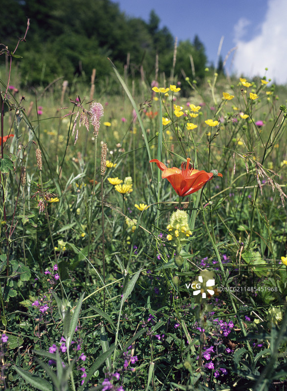 亚高山草甸图片素材