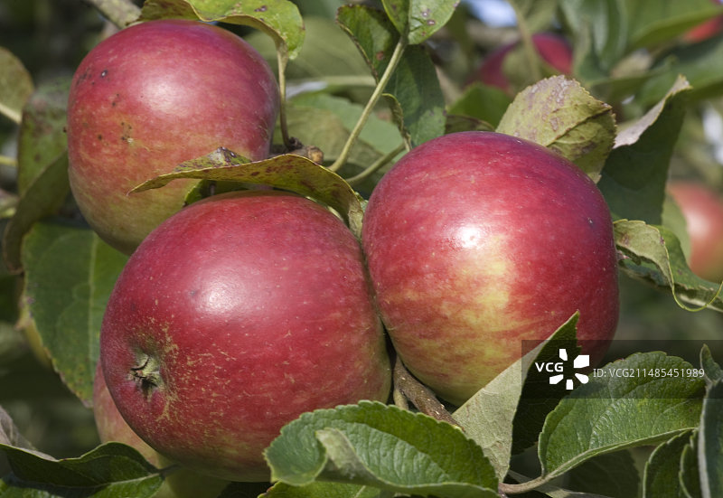 树上的苹果图片素材