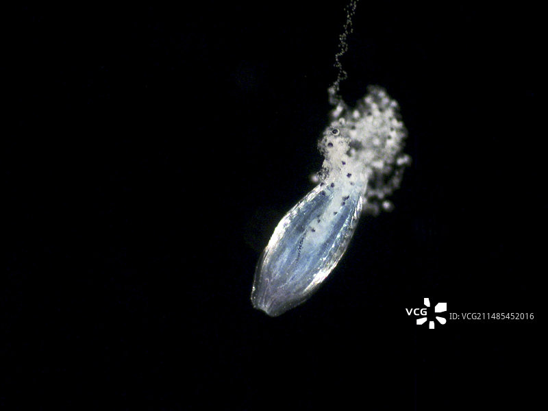 栉水母图片素材