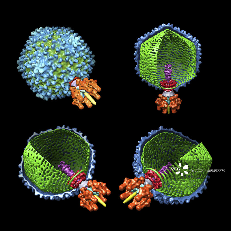 噬菌体P22计算机模型图片素材