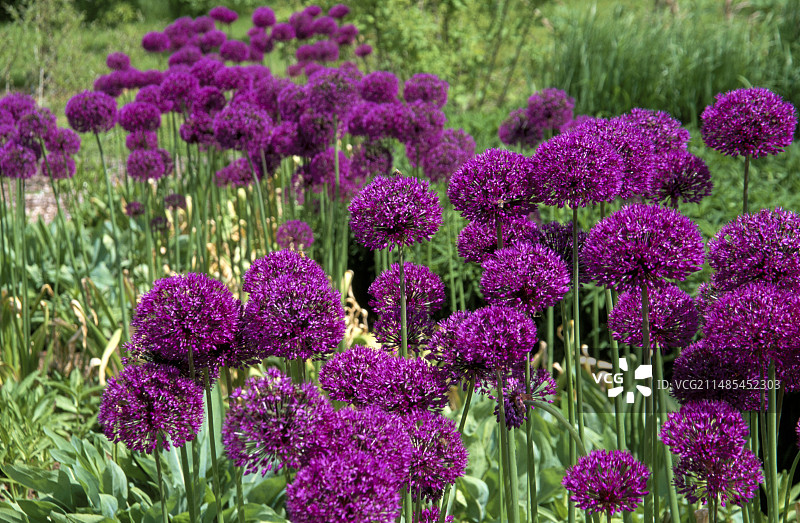 球状葱花图片素材