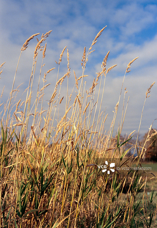 多年生黑麦草图片素材