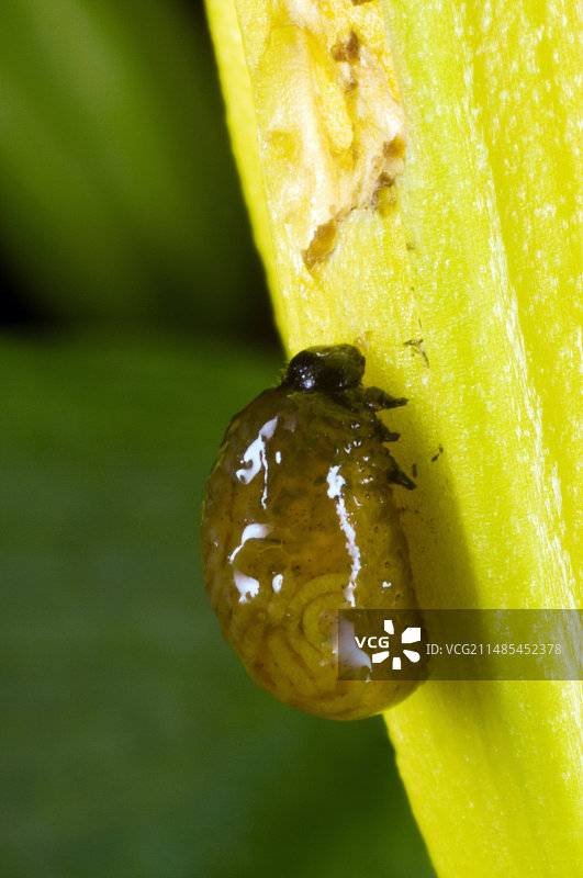 百合甲虫幼虫图片素材