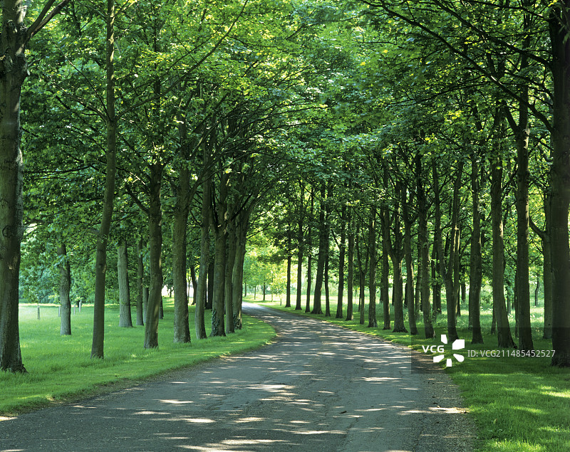 绿树成荫的道路图片素材
