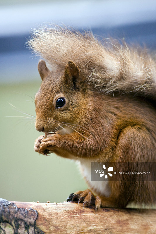 红松鼠觅食图片素材