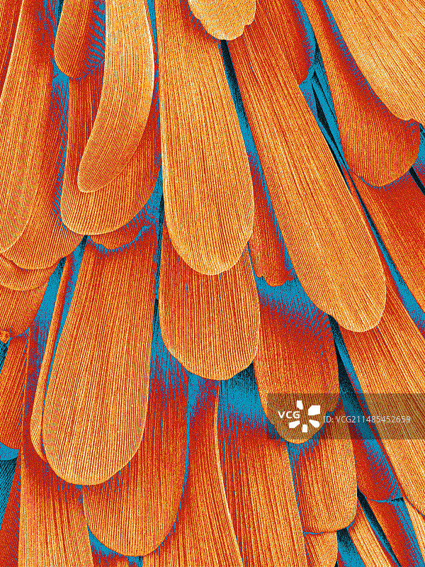 飞蛾翅膀图片素材