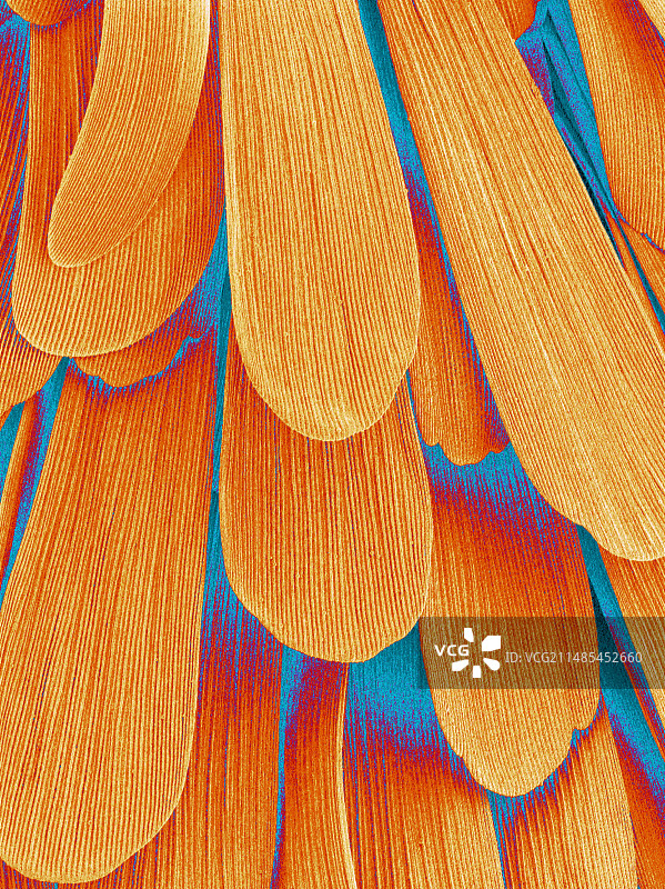 飞蛾翅膀图片素材