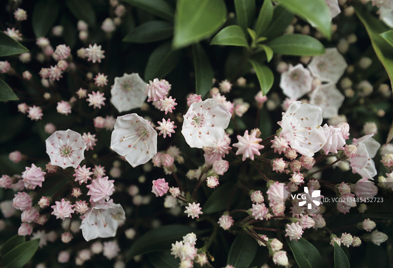 山月桂花图片素材