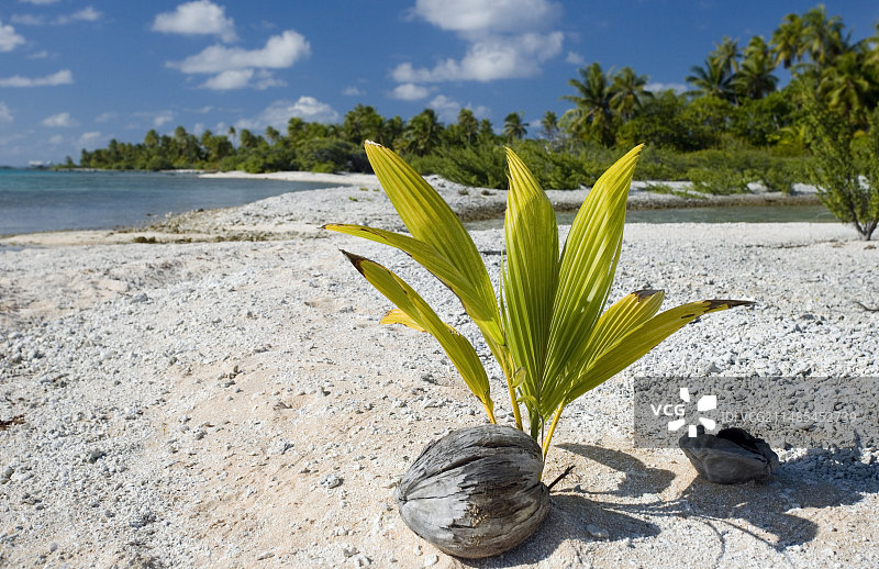 海滩上发芽的椰子图片素材