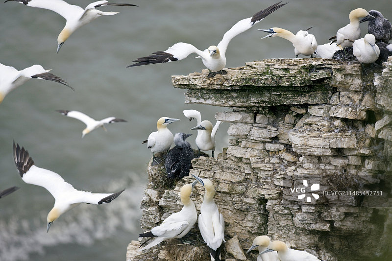 北海鲣鸟群图片素材