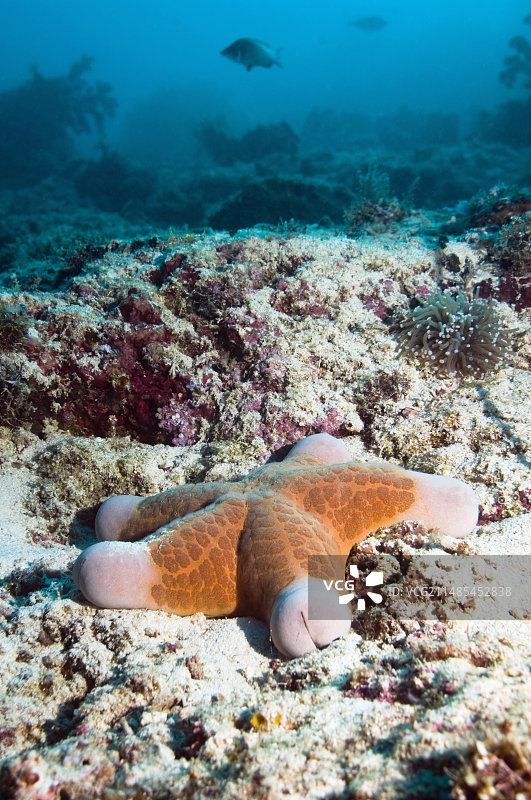 靠垫海星图片素材