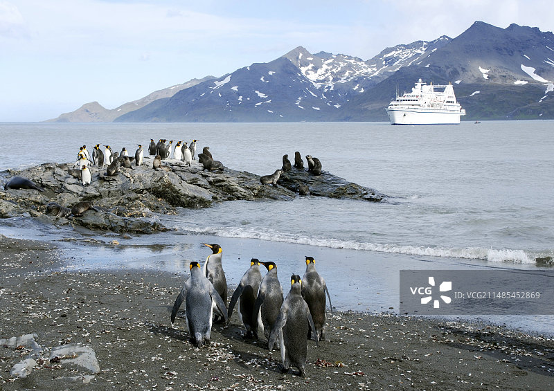 王企鹅和海狮在岩石上图片素材