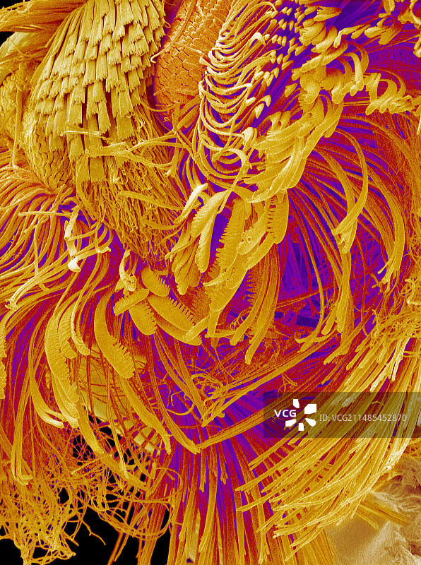 蚊子幼虫头部图片素材