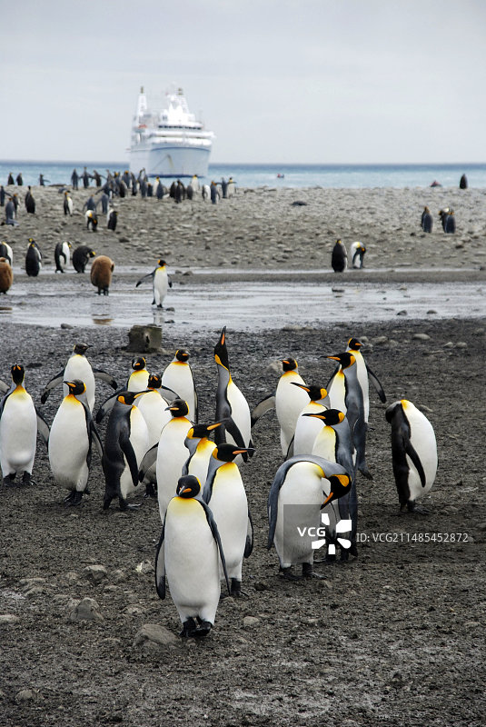 岸边的王企鹅图片素材