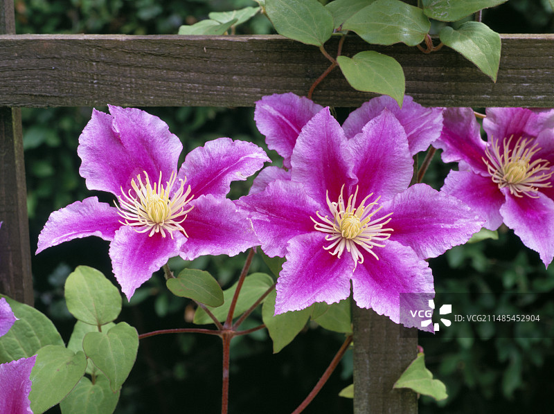 铁线莲花图片素材