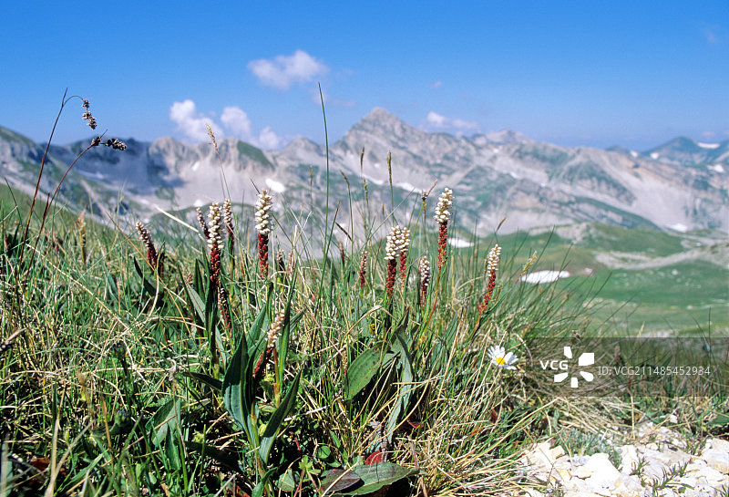 高山拳参图片素材