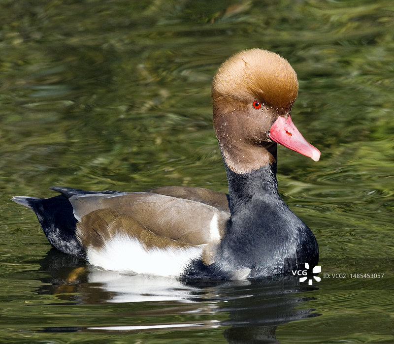 雄性红头潜鸭图片素材