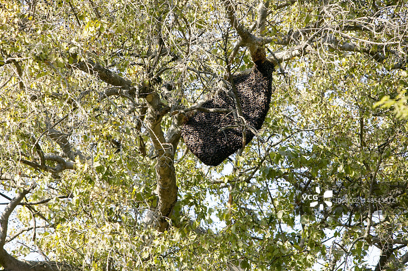 树上的蜂巢图片素材