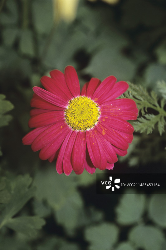 除虫菊属植物图片素材