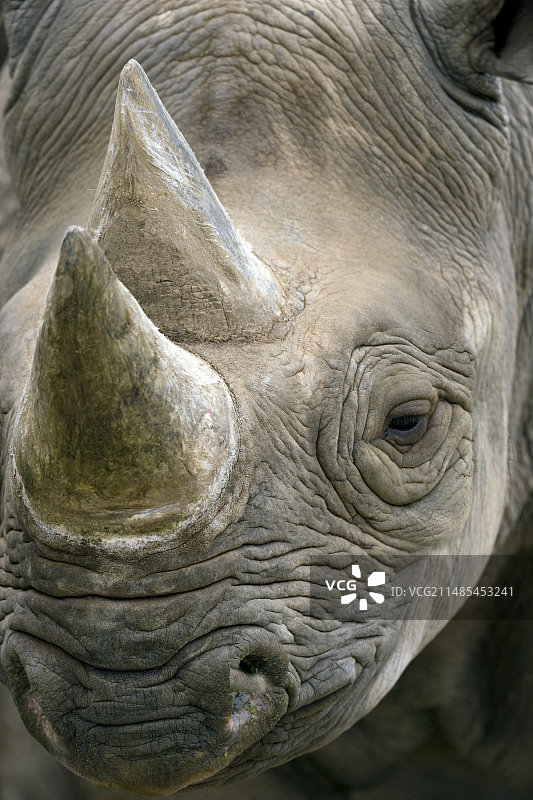 黑犀牛图片素材