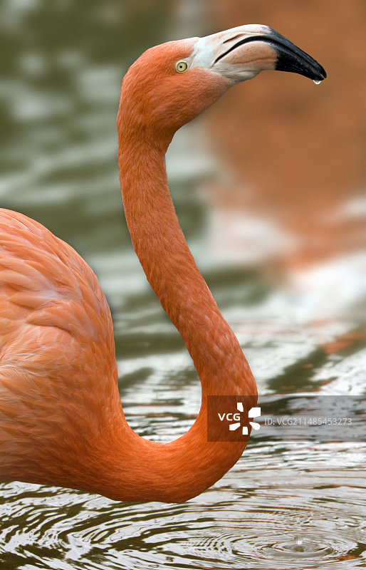 美洲红鹳图片素材