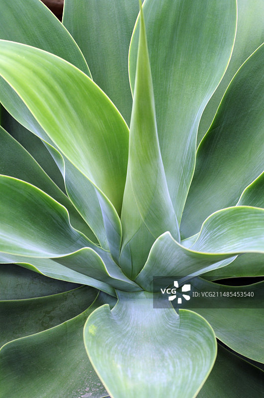 龙舌兰图片素材